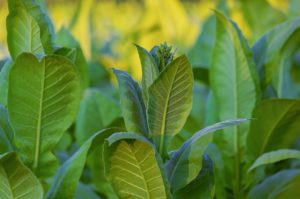 leaf